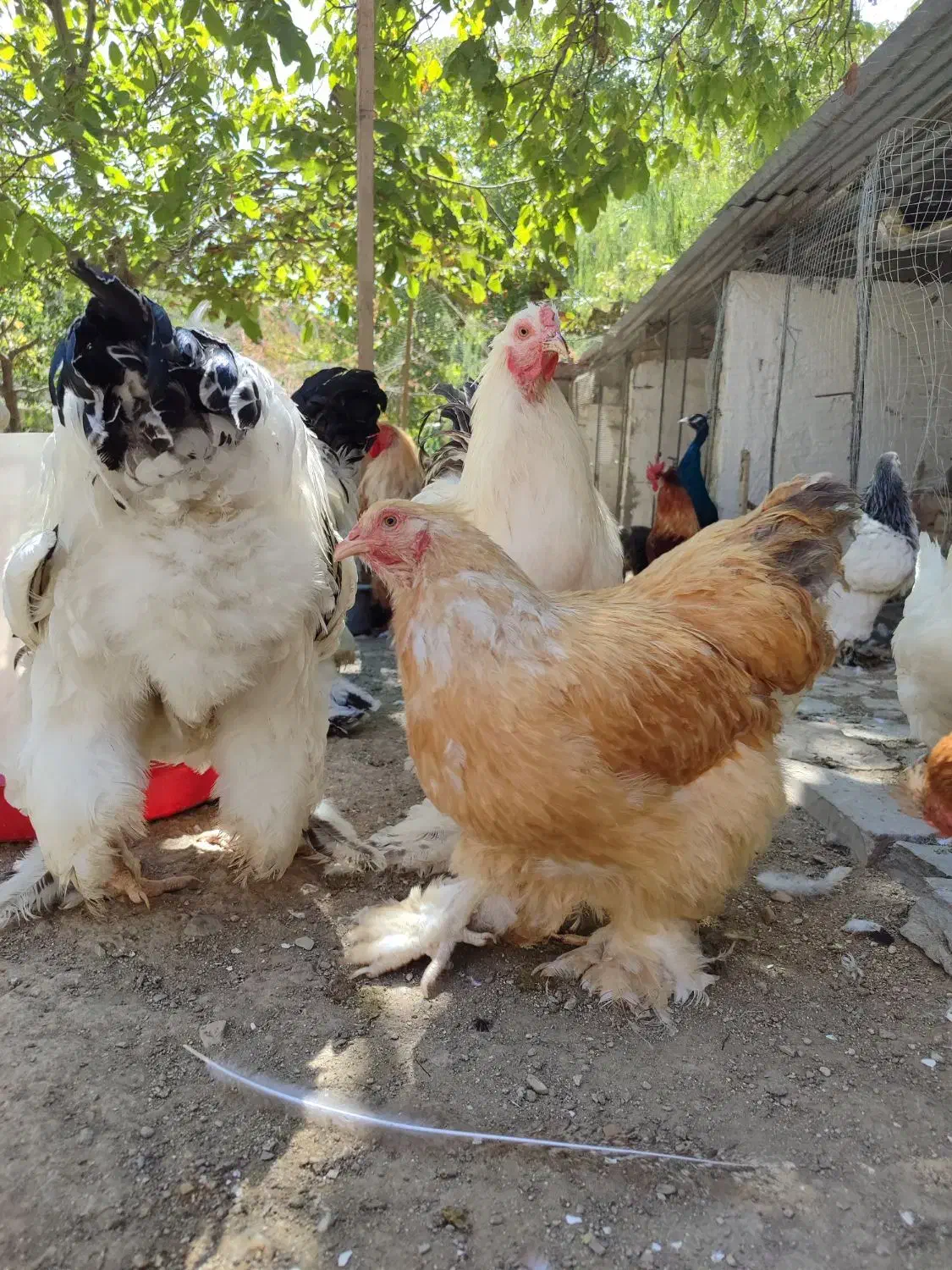 طوطی طاووس جوجوتخم برهماکوشین خروس کفتردستگاقفس|پرنده|رودهن, |دیوار