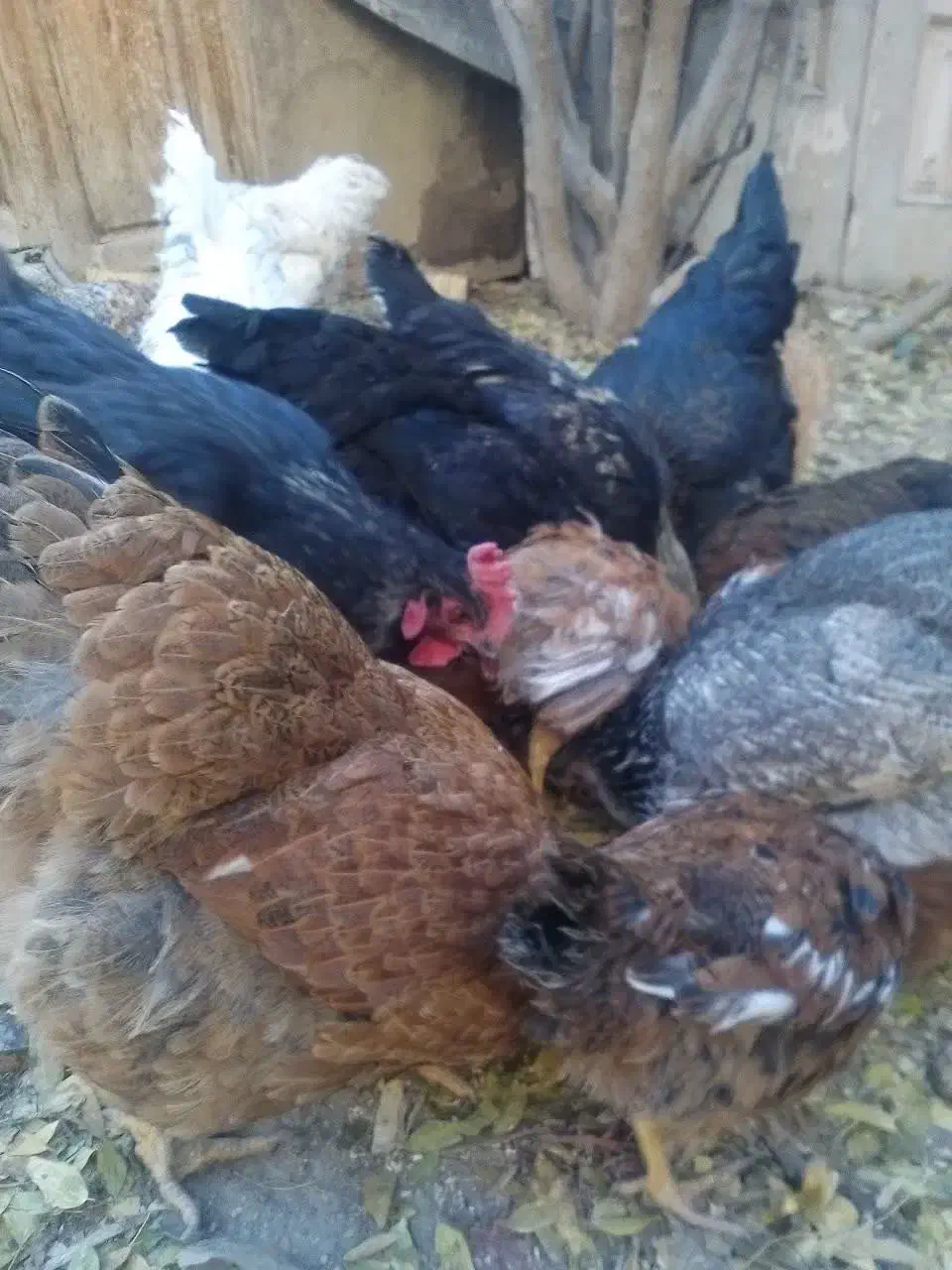 مرغ وجوجه|حیوانات مزرعه|فلاورجان, |دیوار