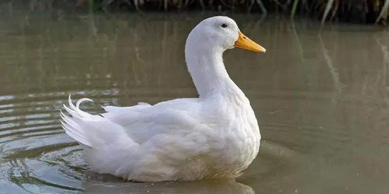 تعداد ۱۰ اردک فروش فوری|حیوانات مزرعه|رشت, بالاکویه|دیوار