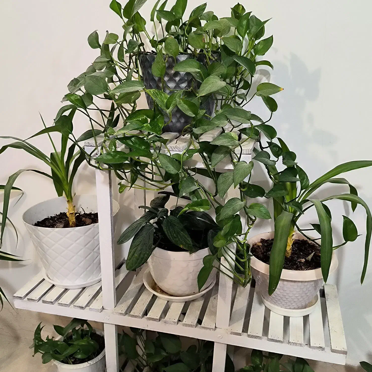 گل همراه استند|گل و گیاه طبیعی|بندر کنگان, |دیوار