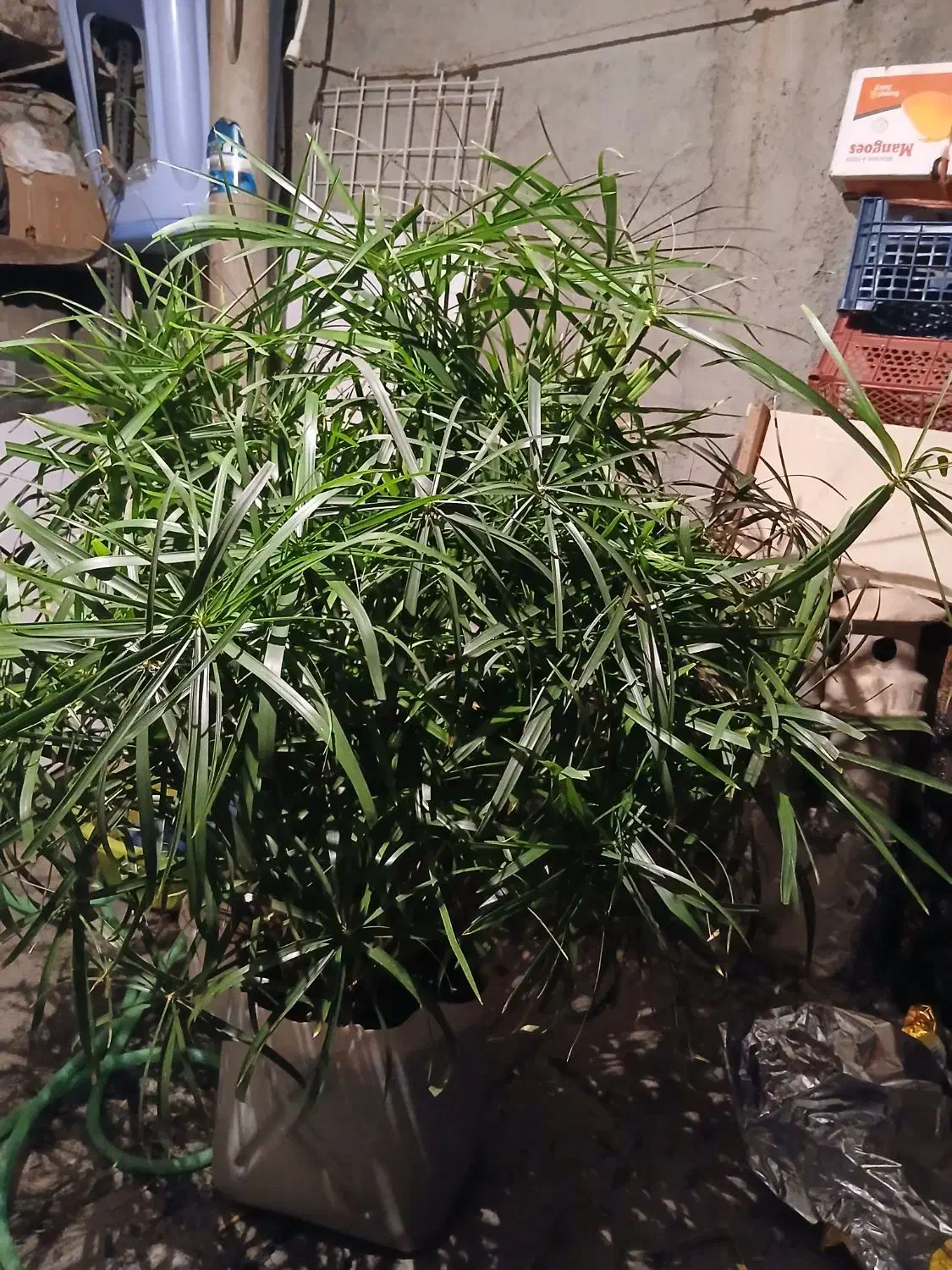 گل نخل سر حال|گل و گیاه طبیعی|سنندج, |دیوار