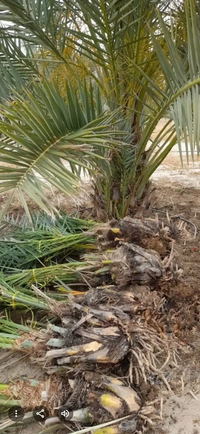 فروش انواع پاجوش نخل درجه 1قیروکارزین|خدمات باغبانی و درختکاری|قیروکارزین, |دیوار