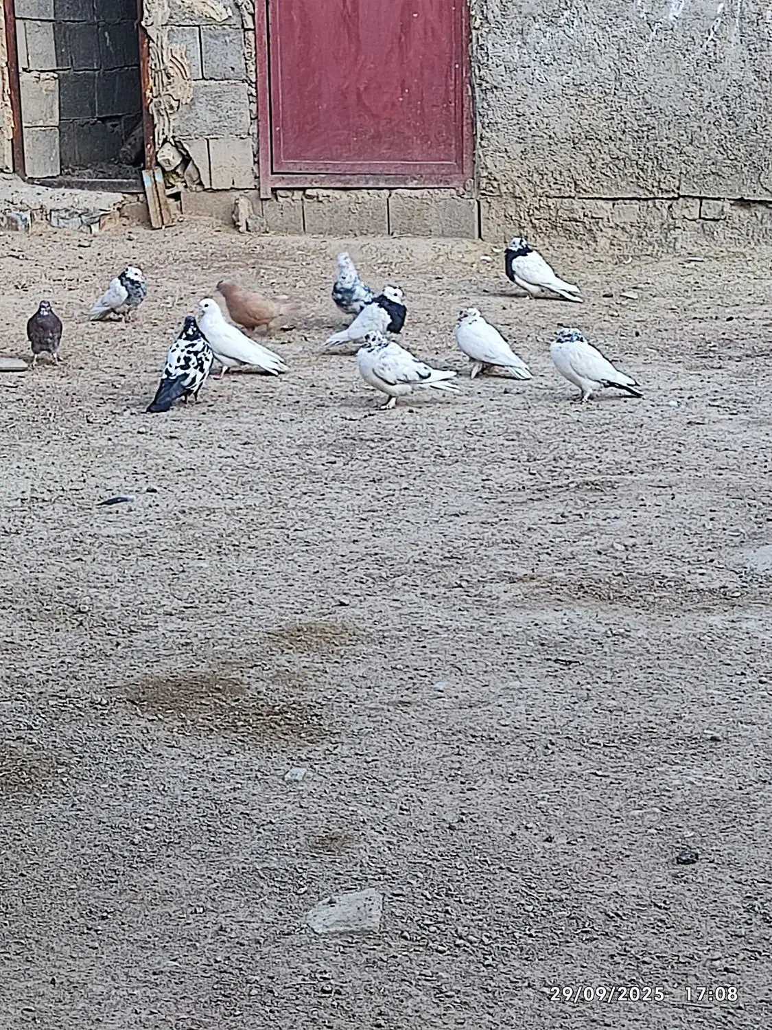کبوتر|پرنده|فلارد, |دیوار