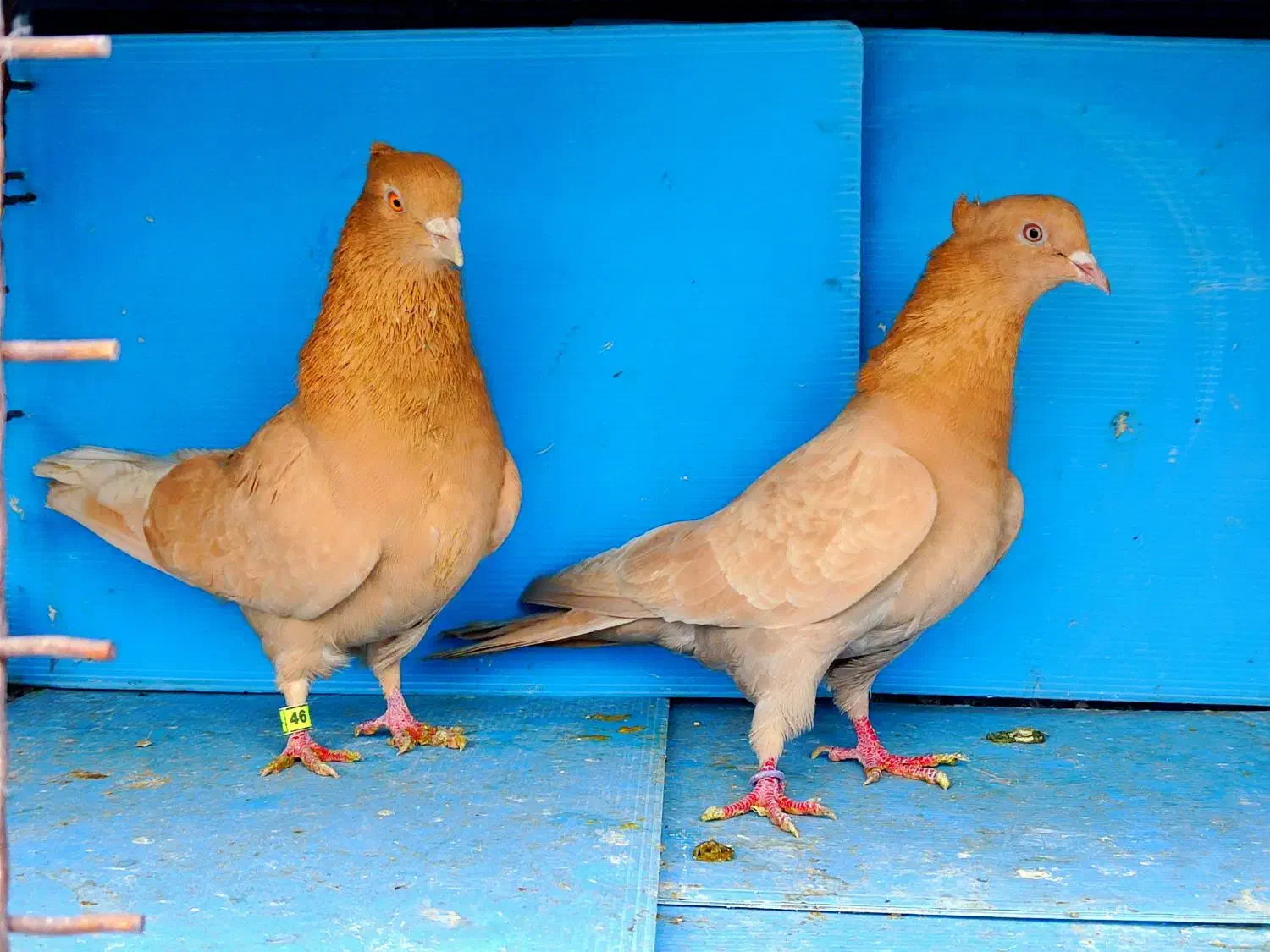 کفترببین لذت ببر|پرنده|تهران, ترمینال غرب|دیوار