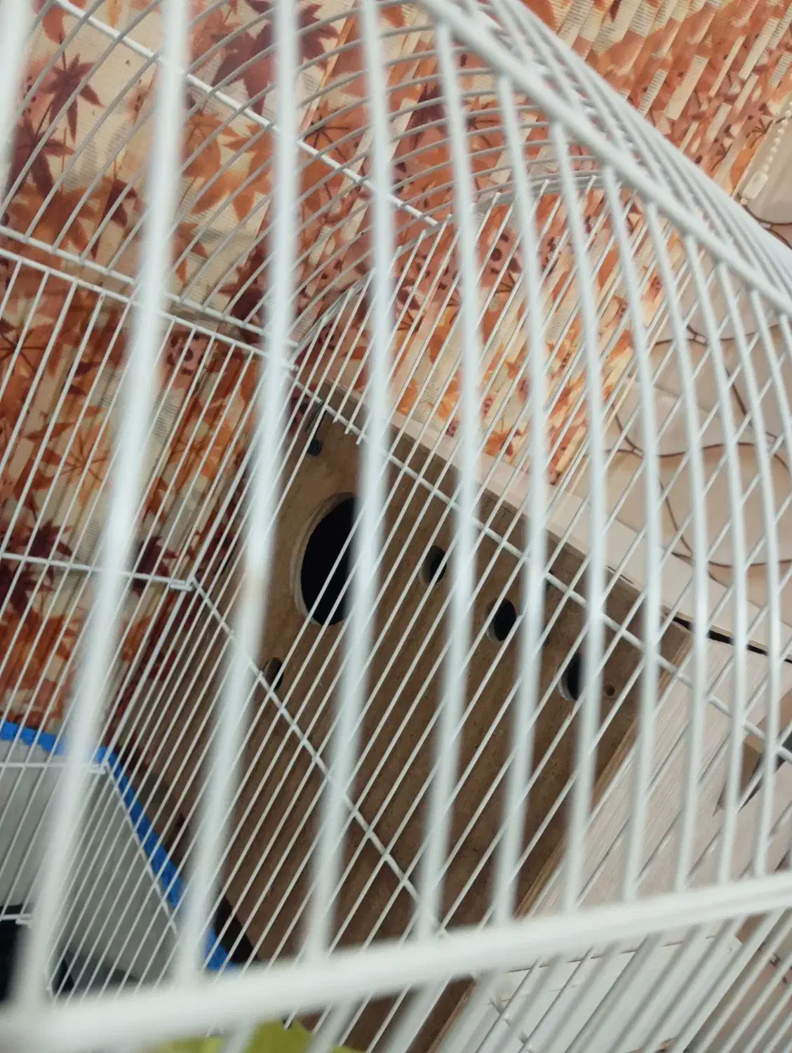 لون طوطی برزیلی ومرغ عیش در حویزه|پرنده|سوسنگرد, |دیوار