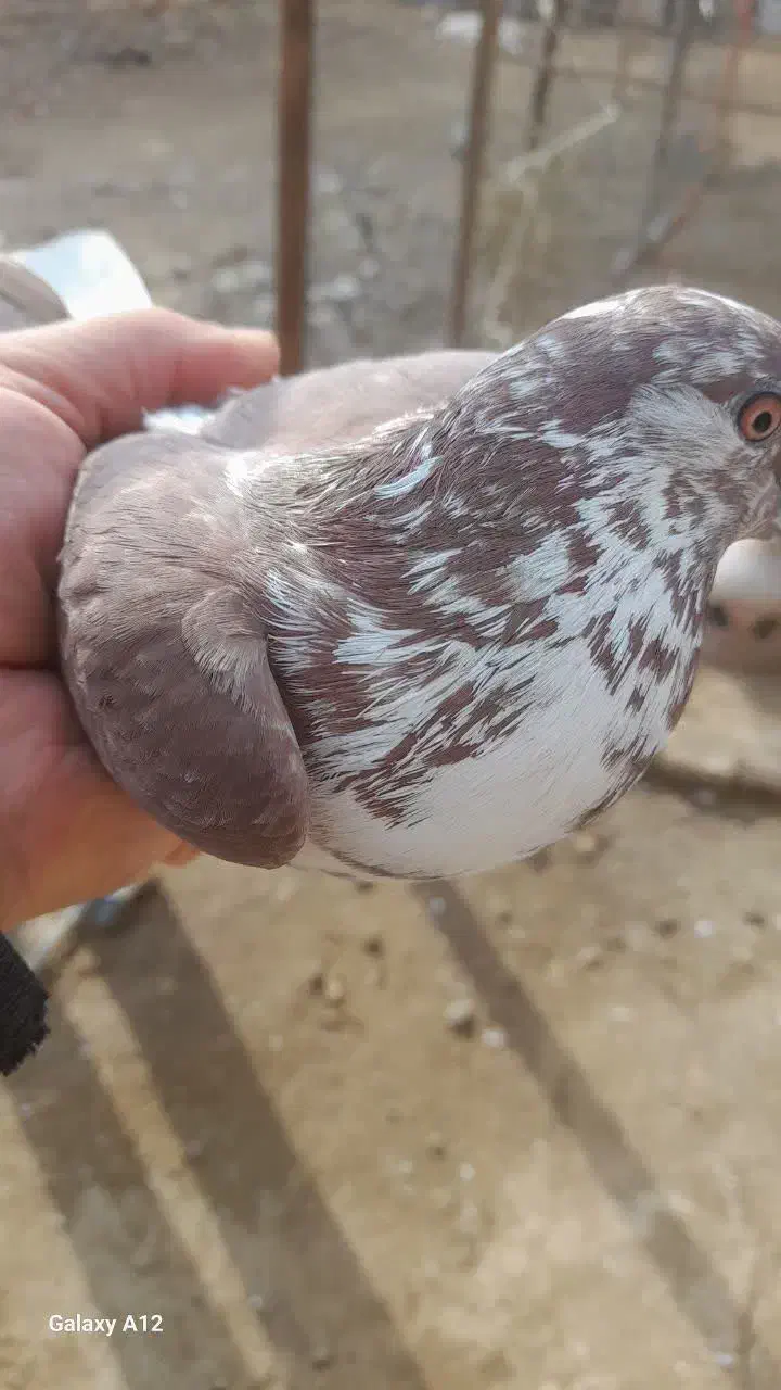 کبوتر|پرنده|قم, باغ شازده|دیوار