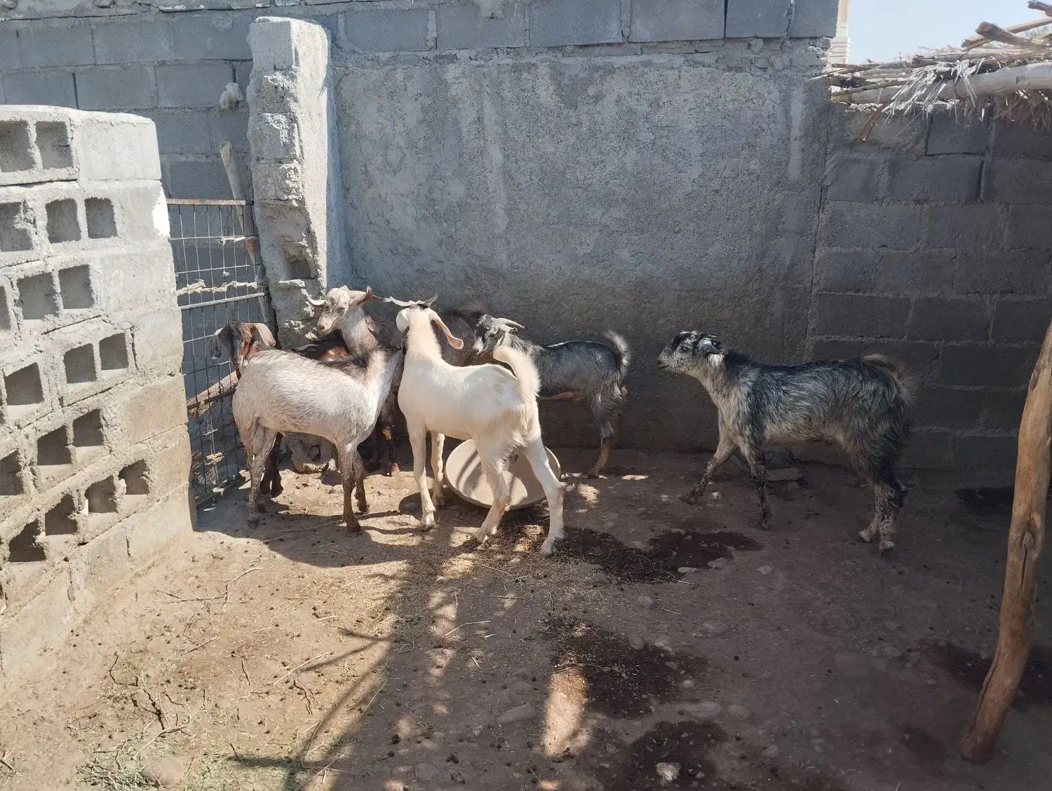 تعدادی نری خانگی فول پلم آدرس سیریک|حیوانات مزرعه|سیریک, |دیوار