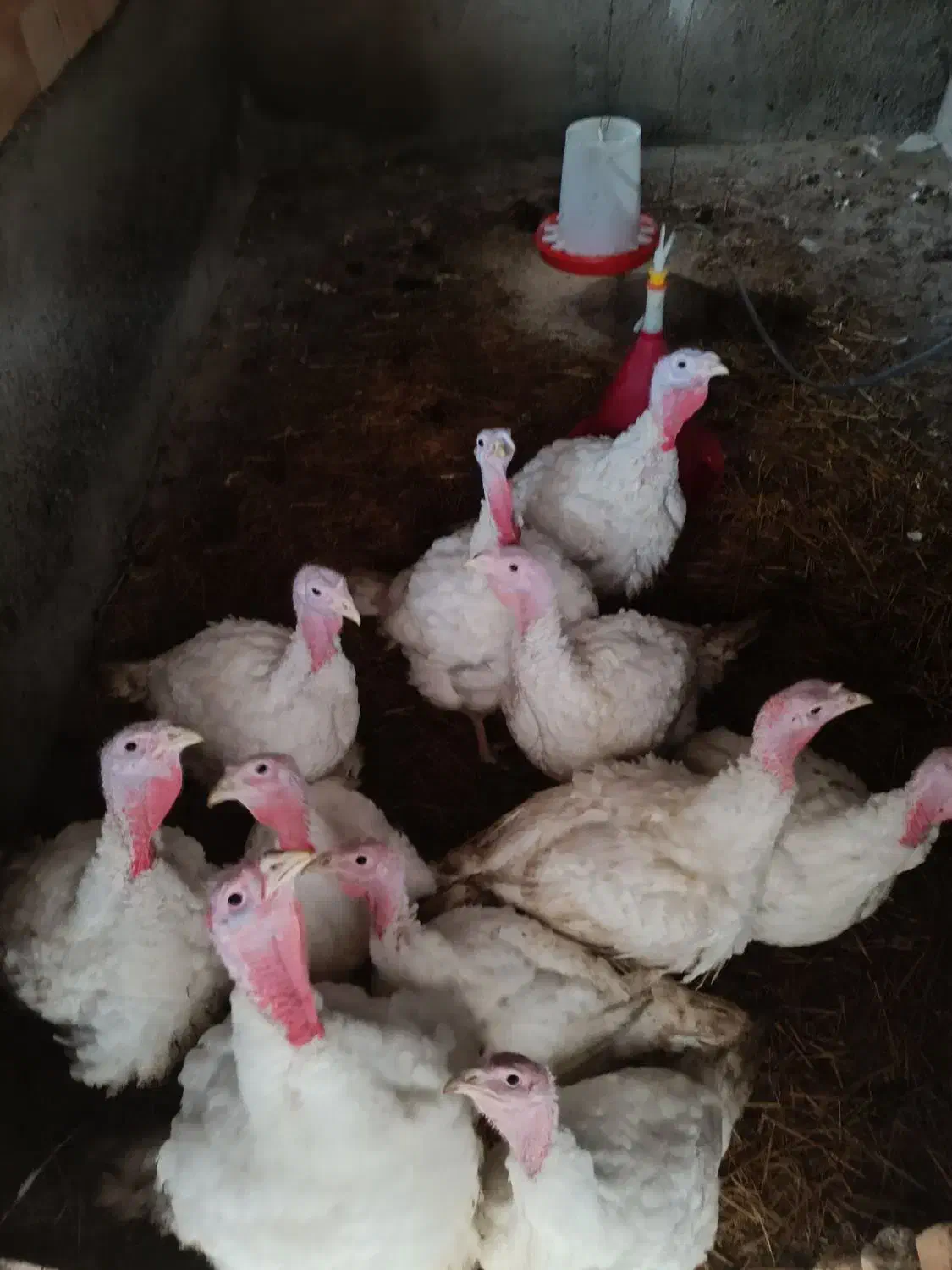 بوقلمون بیوتی|حیوانات مزرعه|گنبد کاووس, |دیوار