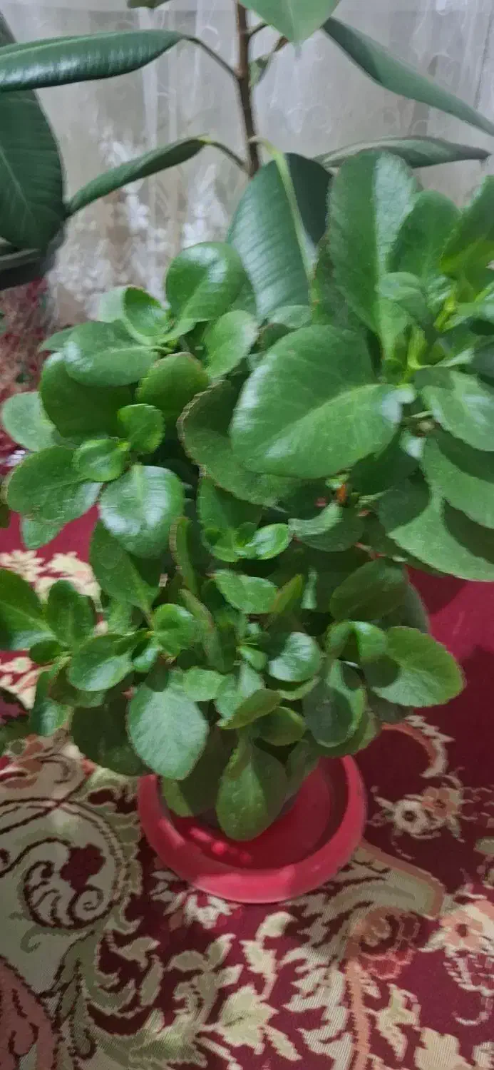 چند نوع گل|گل و گیاه طبیعی|قزوین, |دیوار