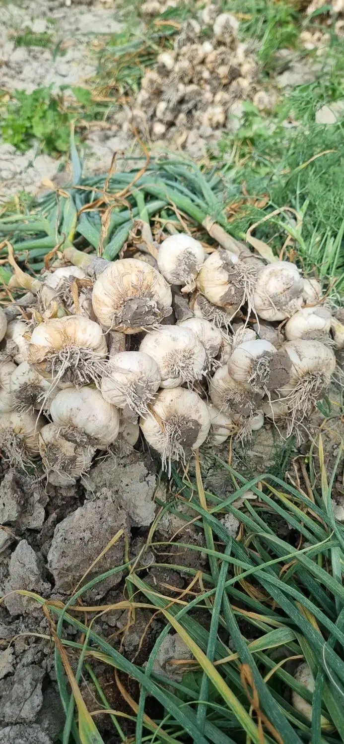 سیر|خوردنی و آشامیدنی|رامهرمز, |دیوار