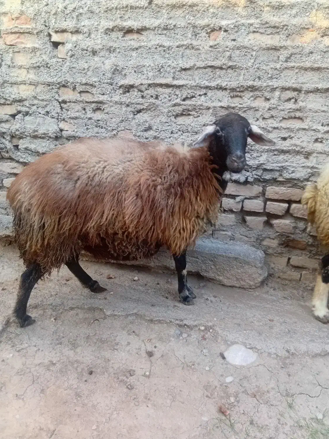 دوعدد گوسفنده ماده|حیوانات مزرعه|خان ببین, |دیوار