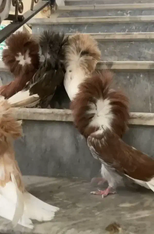 کبوتر زینتی|پرنده|تهران, پارک شهر|دیوار