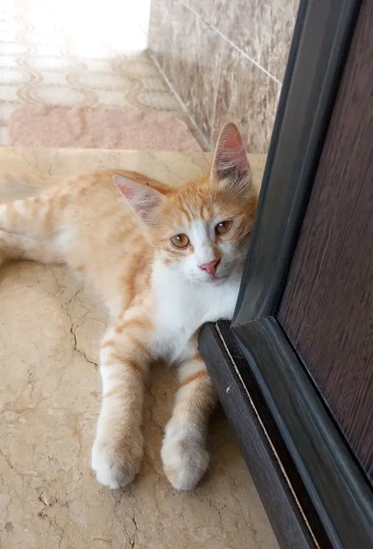 گمشده در سامانسر کوچه صفایی|حیوانات|بندر انزلی, سامانسر|دیوار