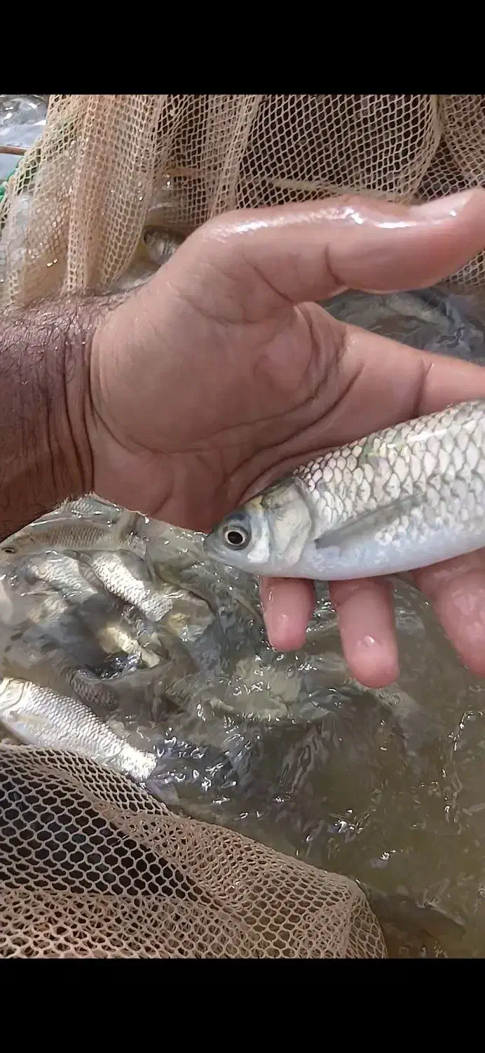 بچه ماهی|ماهی|شوشتر, |دیوار