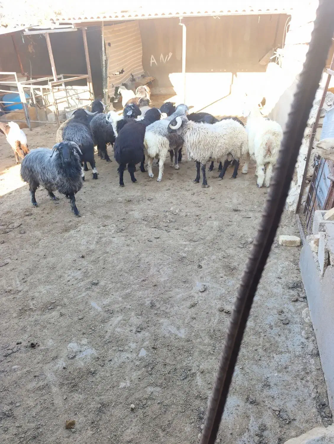 بره نر|حیوانات مزرعه|رونیز, |دیوار