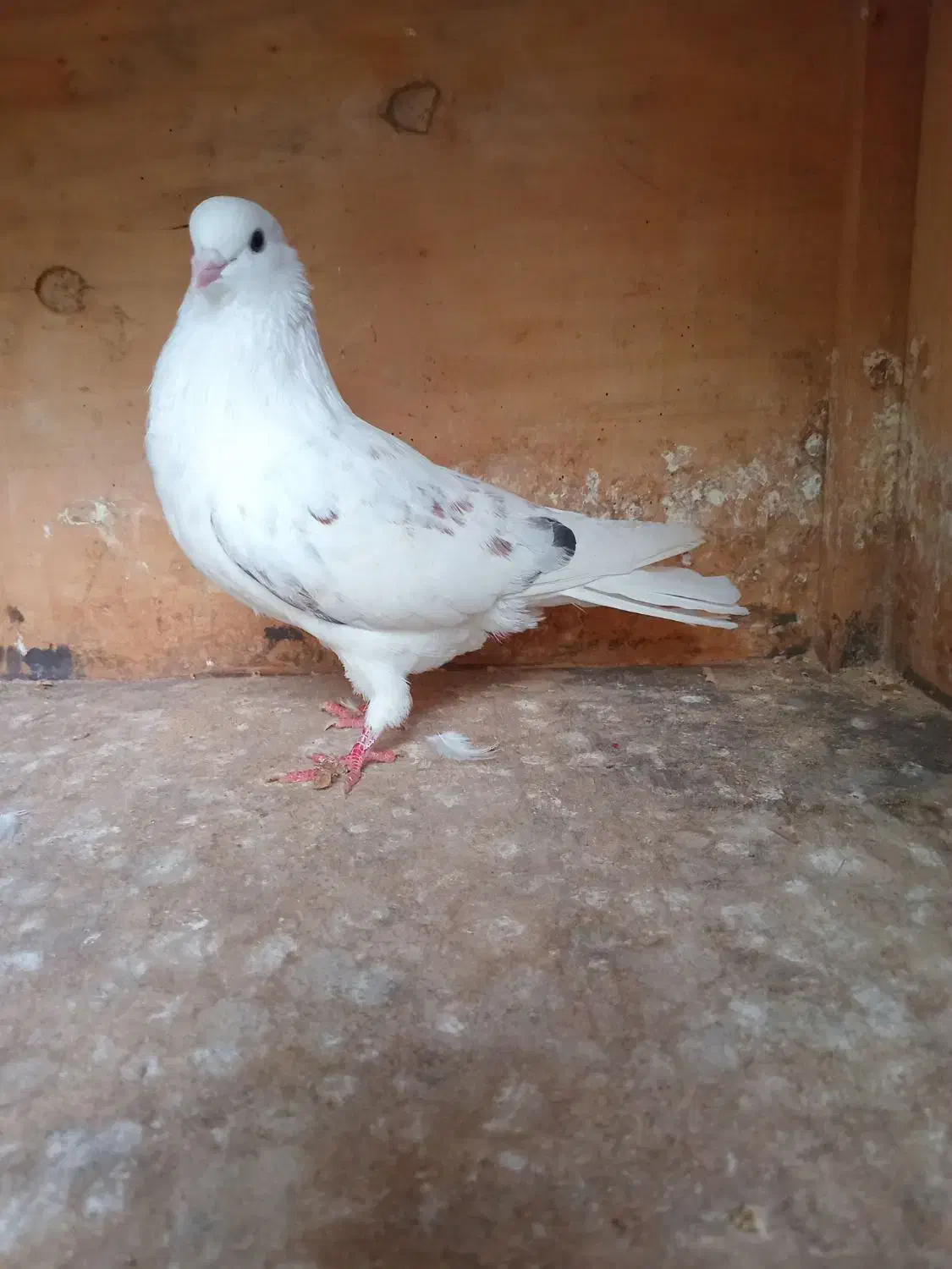 کبوتر سفید منشی|پرنده|رشت, کوی جام جم|دیوار