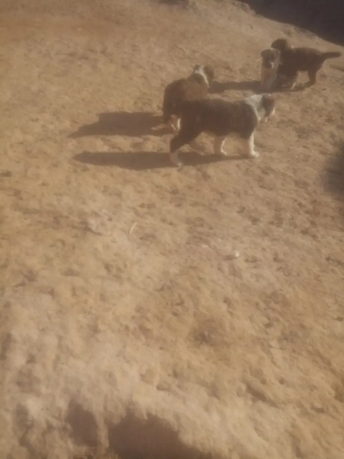 بلغور جو بندری فروشی|حیوانات مزرعه|خرانق, |دیوار