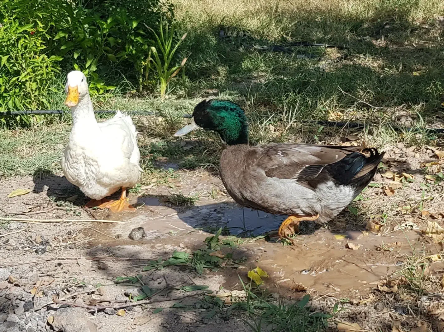 فروش اردک|حیوانات مزرعه|جلفا, |دیوار