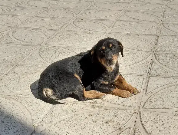 توله نژاد روت وایلر|سگ|دره شهر, |دیوار