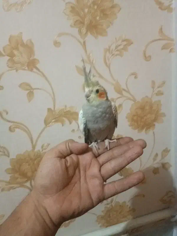 جوجه عروس هلندی|پرنده|قرچک, مهدیه|دیوار