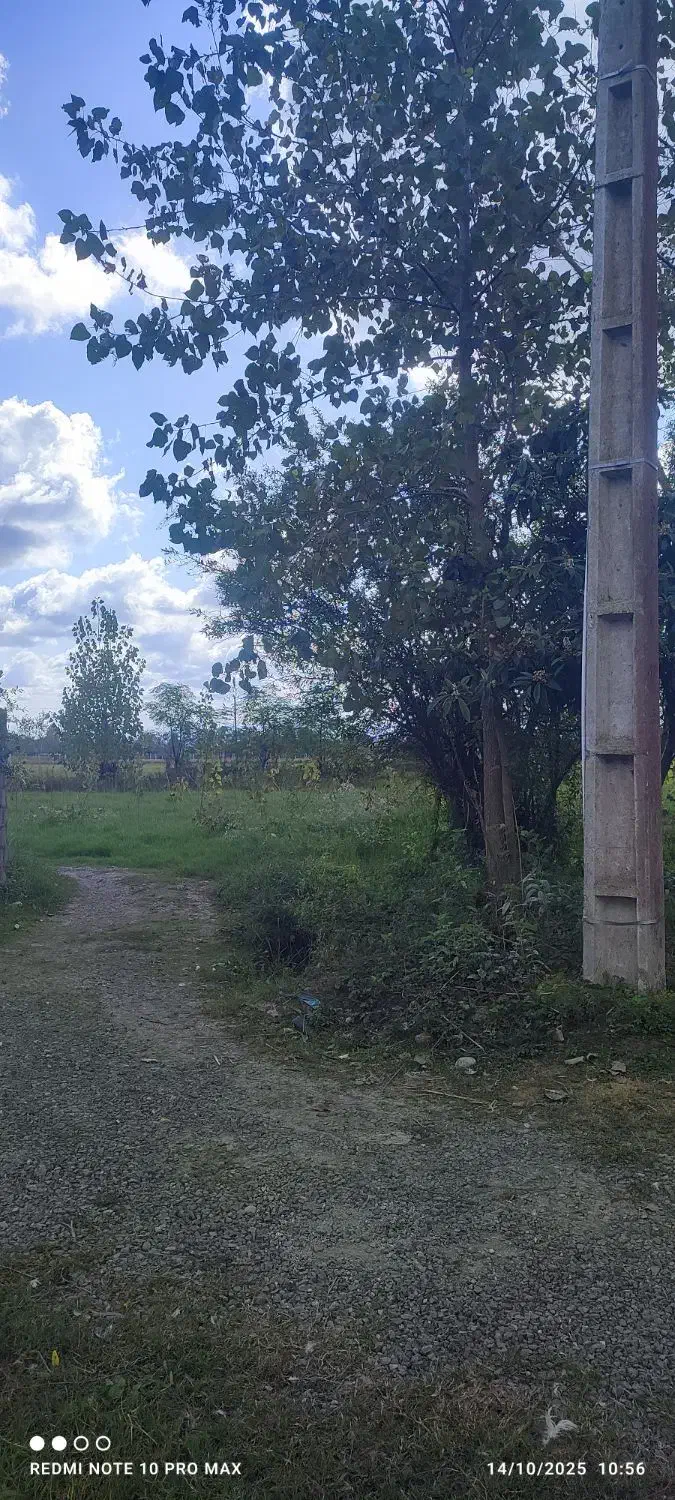 7000 متر زمین زراعی / شالیزار / مزروعی / زیبا کنار|فروش زمین و ملک کلنگی|رشت, گلسار|دیوار