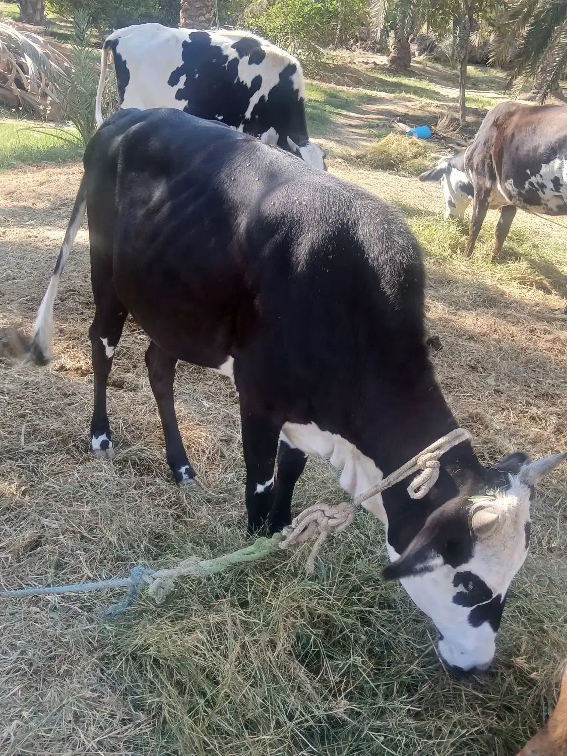 گاو ماده چاق هشتاد ملیون قیمت|حیوانات مزرعه|سندرک, |دیوار