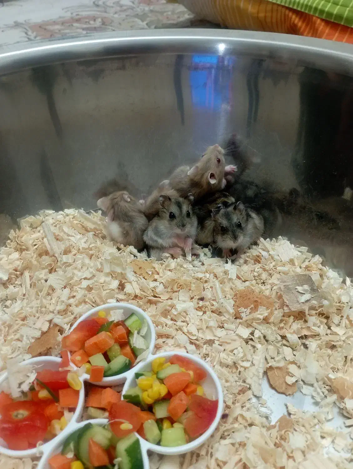 همستر مینیاتوری دونه ای صد تومن|موش و خرگوش|کرج, کرج نو|دیوار