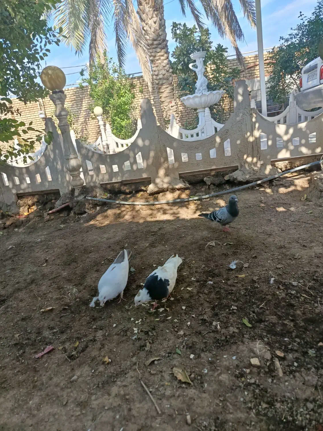 کبوتر.ماده ونر|پرنده|شوش, |دیوار