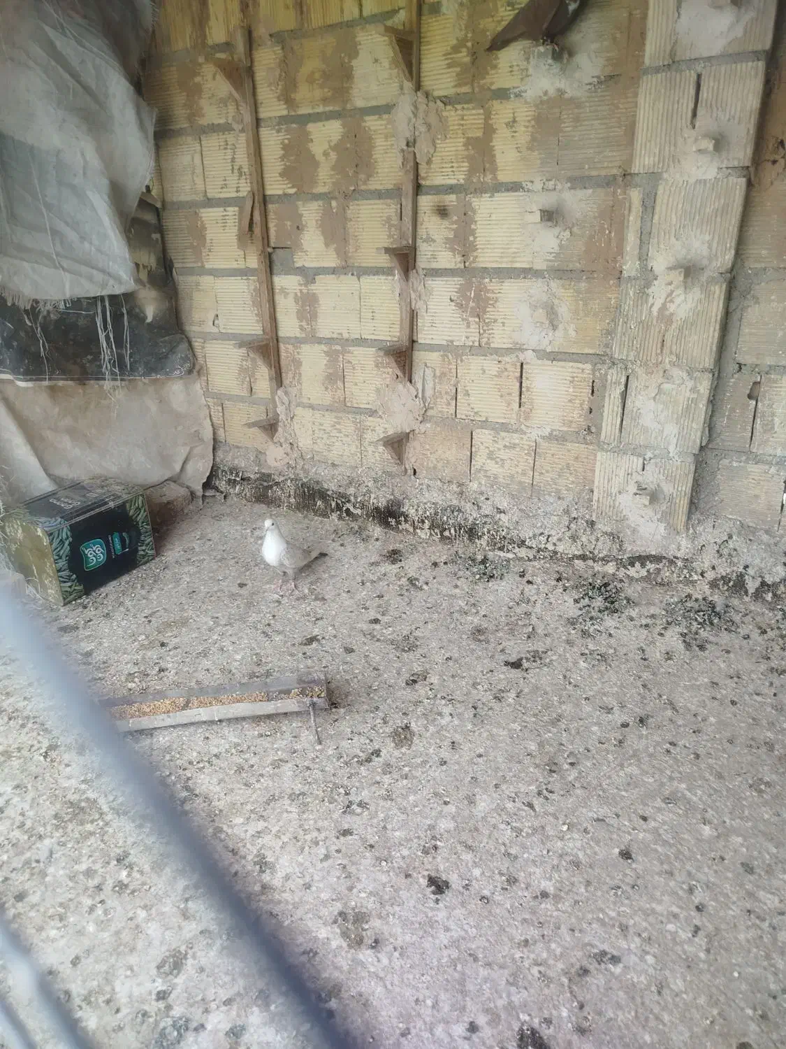 کبوتر کفتر ماده مخمل طاووسی|پرنده|شیراز, فرودگاه شهید دستغیب شیراز|دیوار