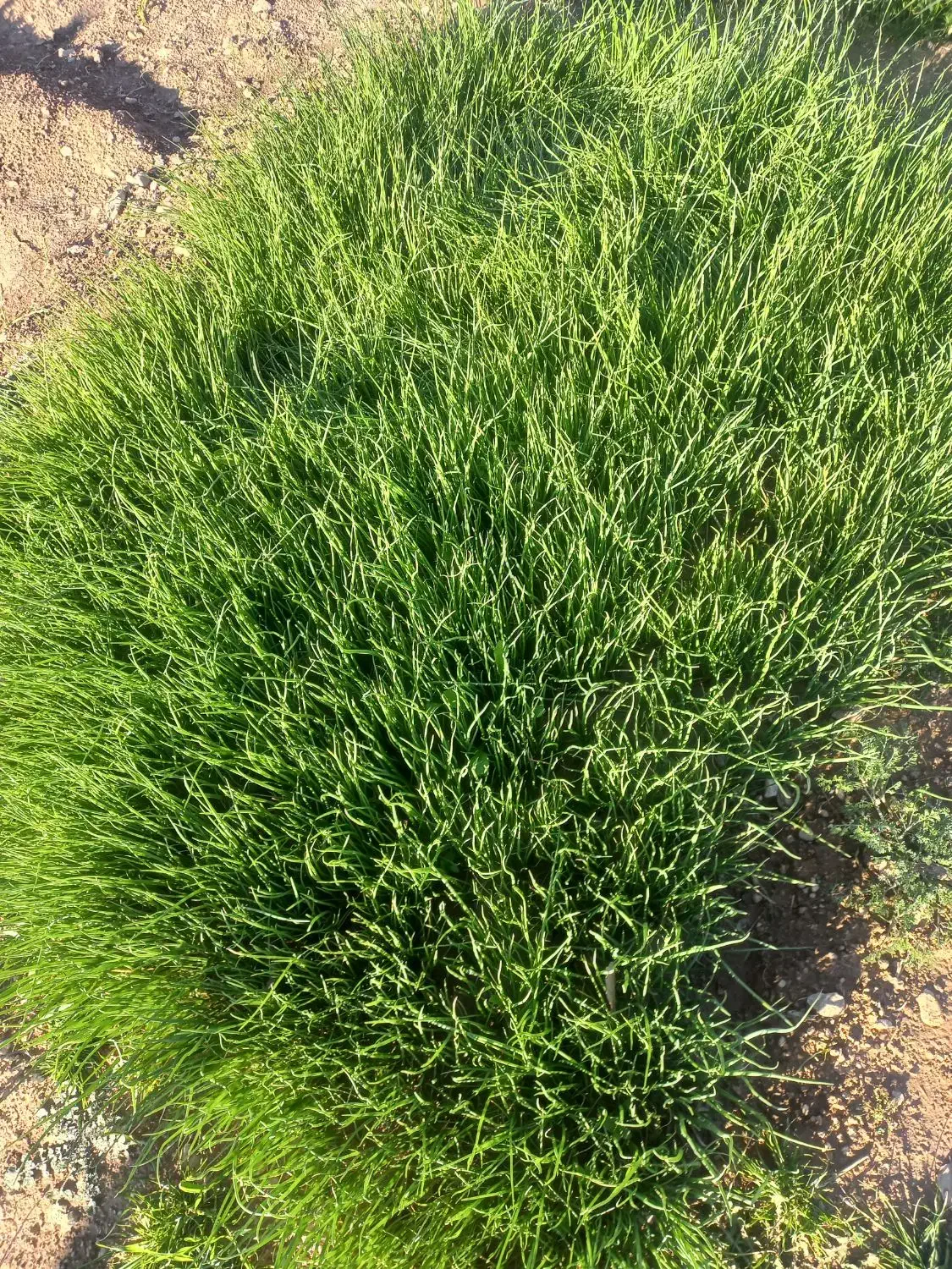 تیم پیاز|خدمات باغبانی و درختکاری|سرفاریاب, |دیوار