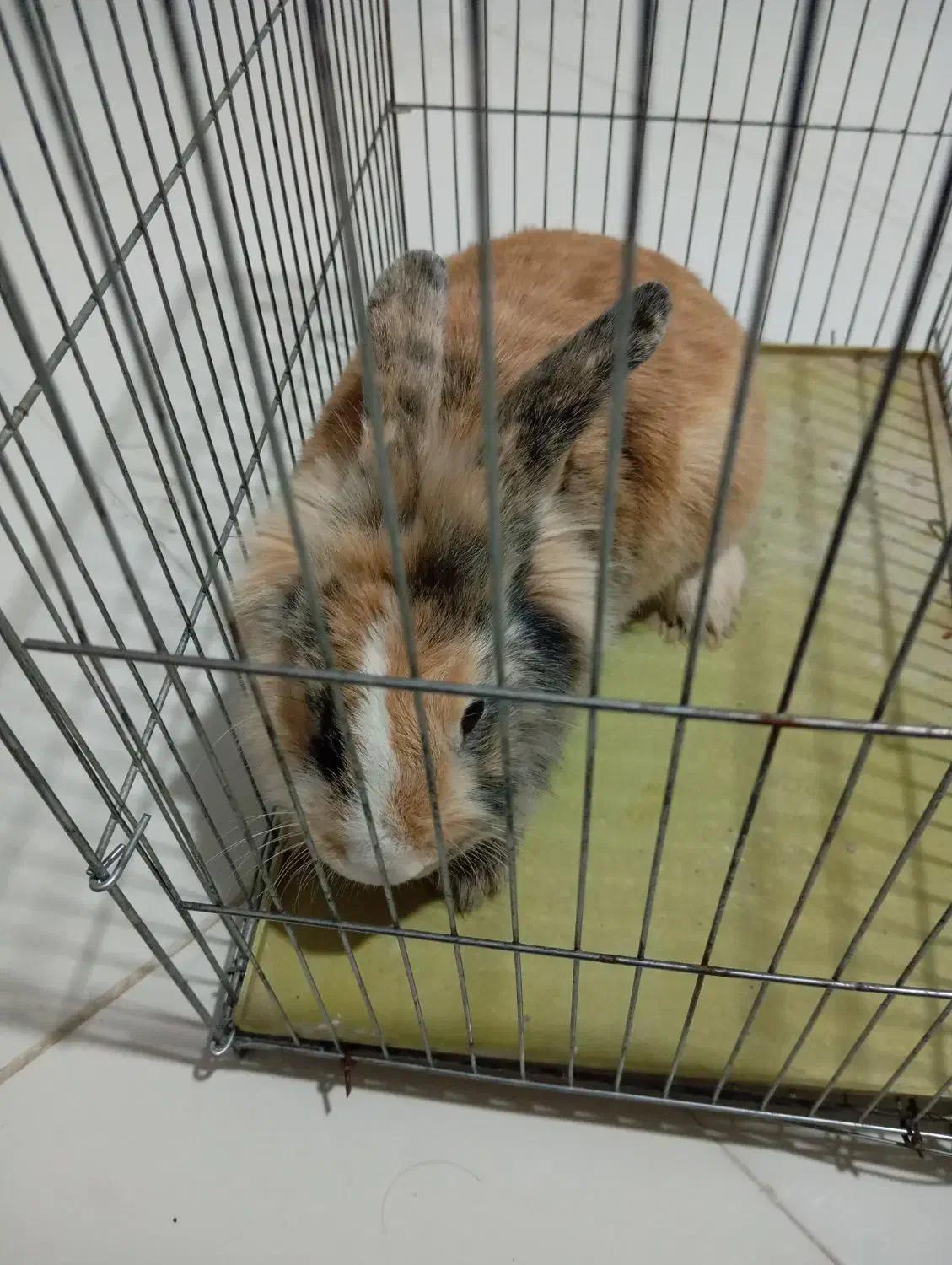 خرگوش لوپ|موش و خرگوش|یاسوج, |دیوار