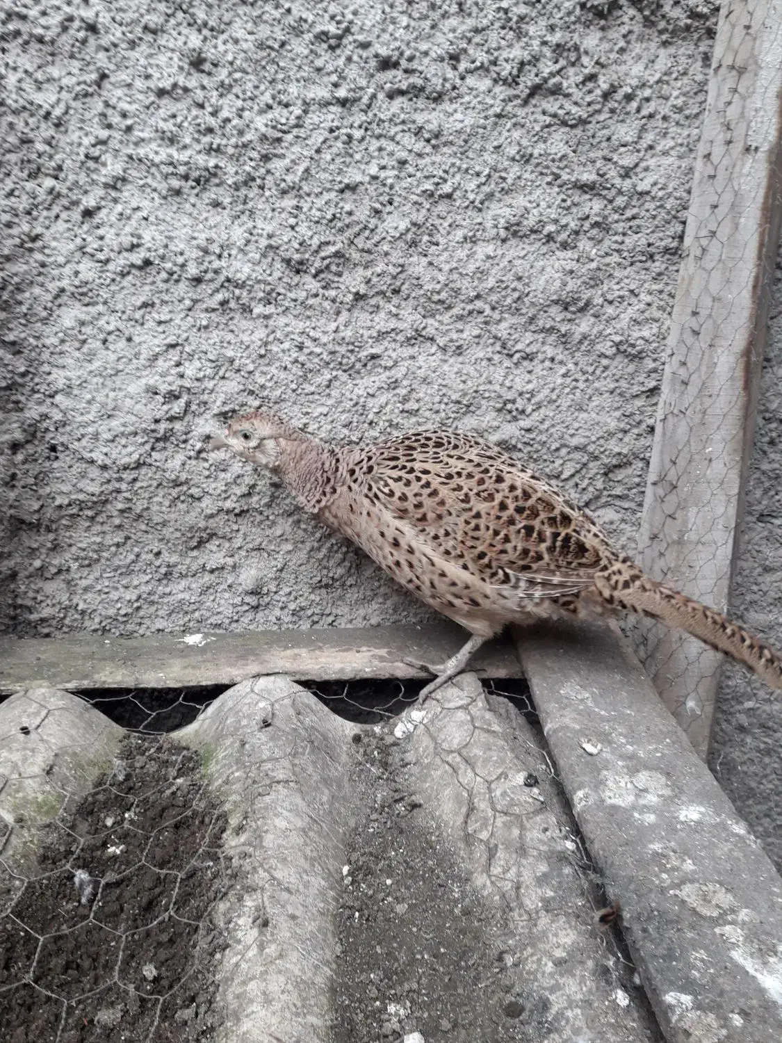 مرغ|حیوانات مزرعه|رشت, جماران|دیوار