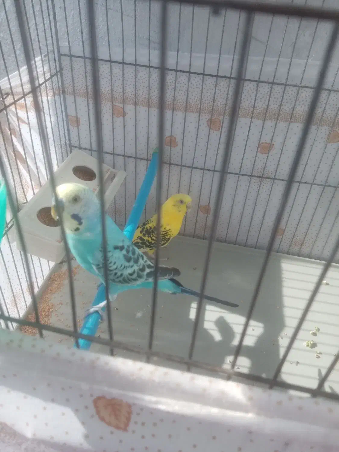 یک جفت مرغ عشق به فروش میرسد|پرنده|تبریز, |دیوار