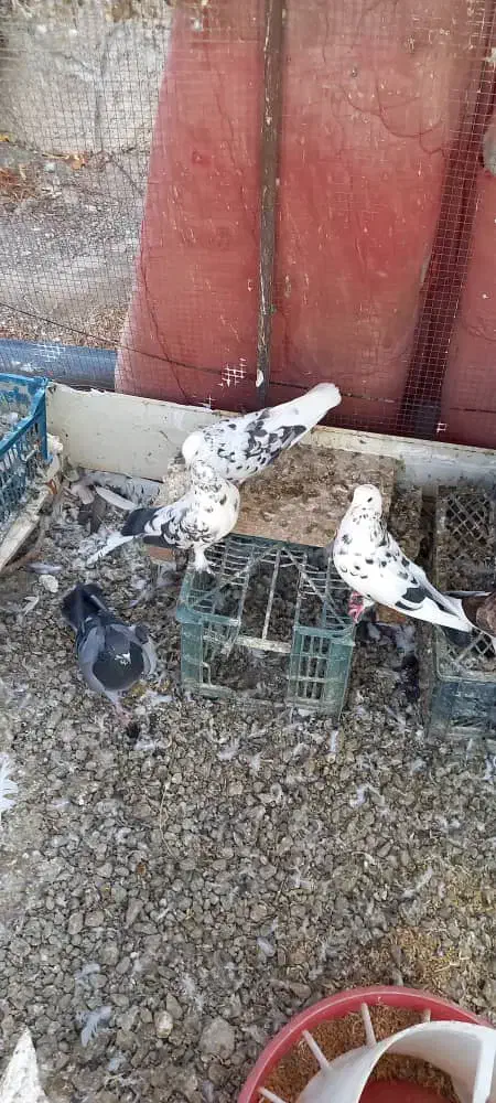 کبوتر تهرانی و پاکستانی|پرنده|مرند, |دیوار