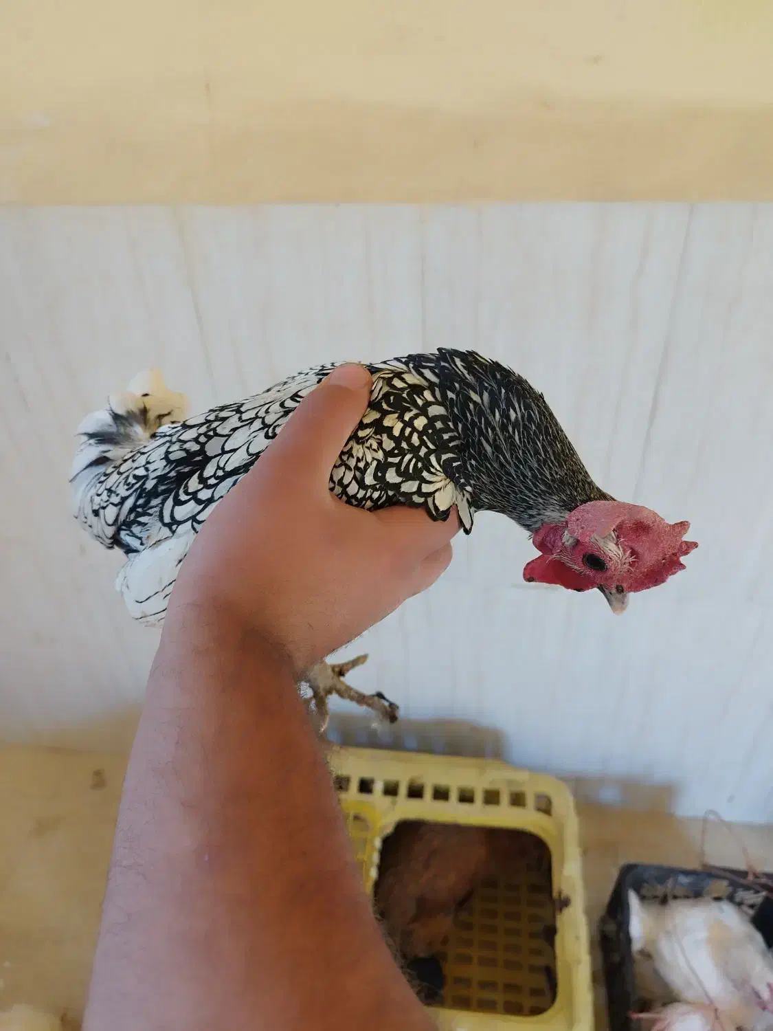 خروس مینیاتوری|پرنده|دره شهر, |دیوار