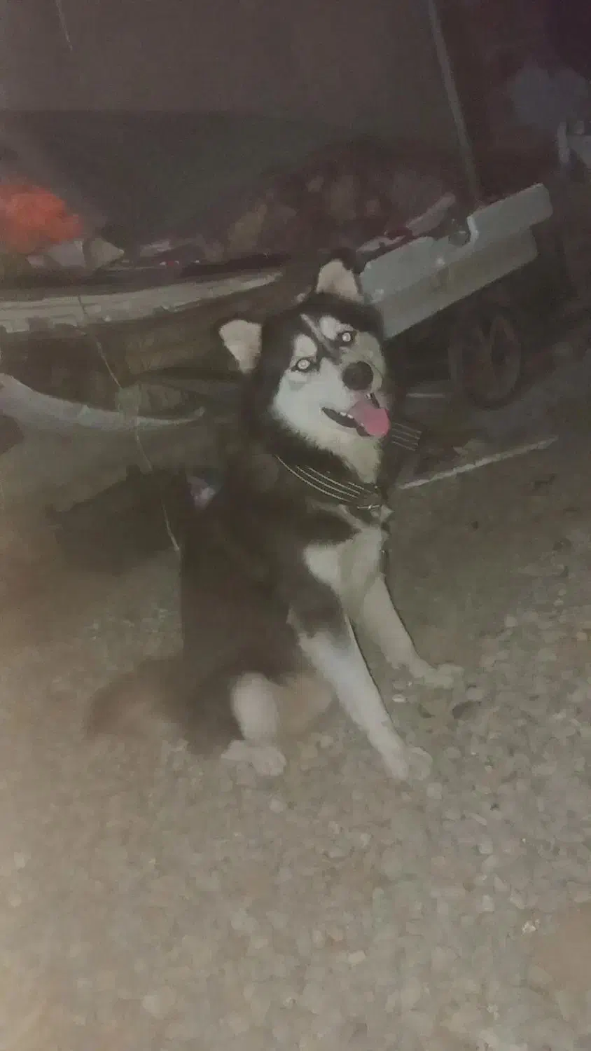 سگ هاسکی حرف گوش کن بسیار باهاش|سگ|گرگان, |دیوار