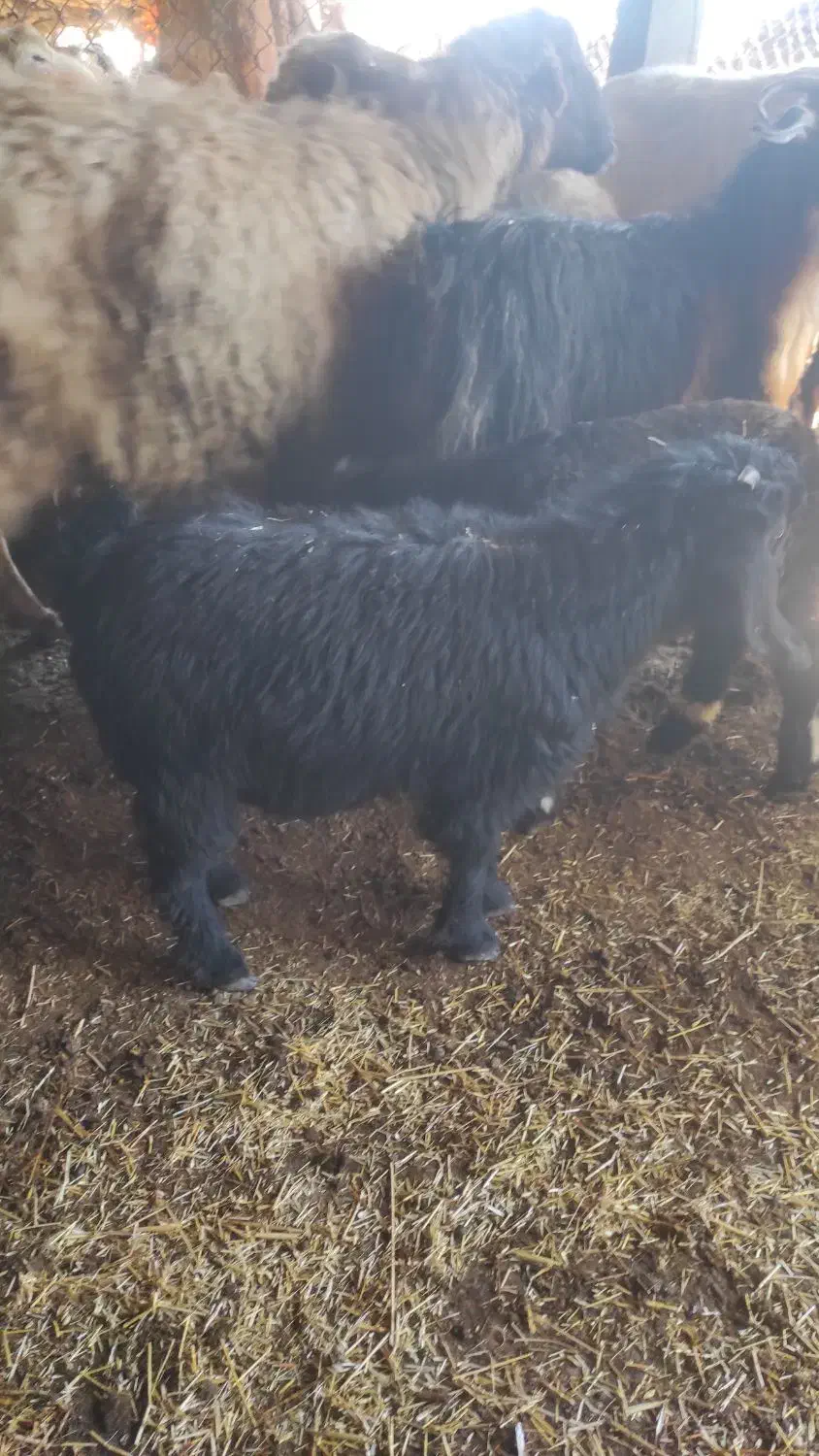 بزغاله..علف خور|حیوانات مزرعه|دزفول, |دیوار