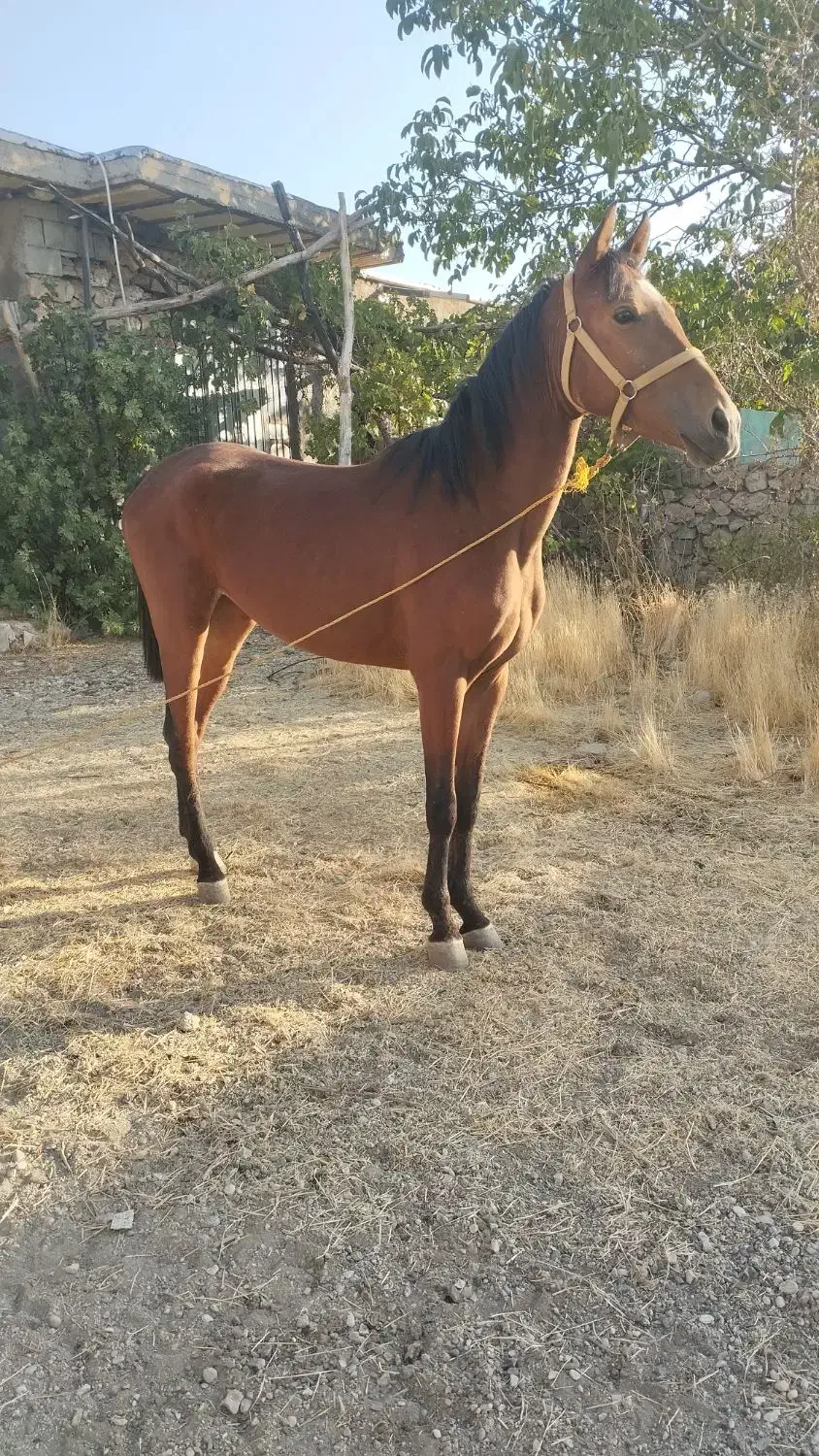 مادیون ترکمن|اسب و تجهیزات اسب‌سواری|یاسوج, |دیوار