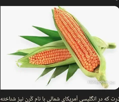 ذرت علوفه ای|حراج|بوژگان, |دیوار