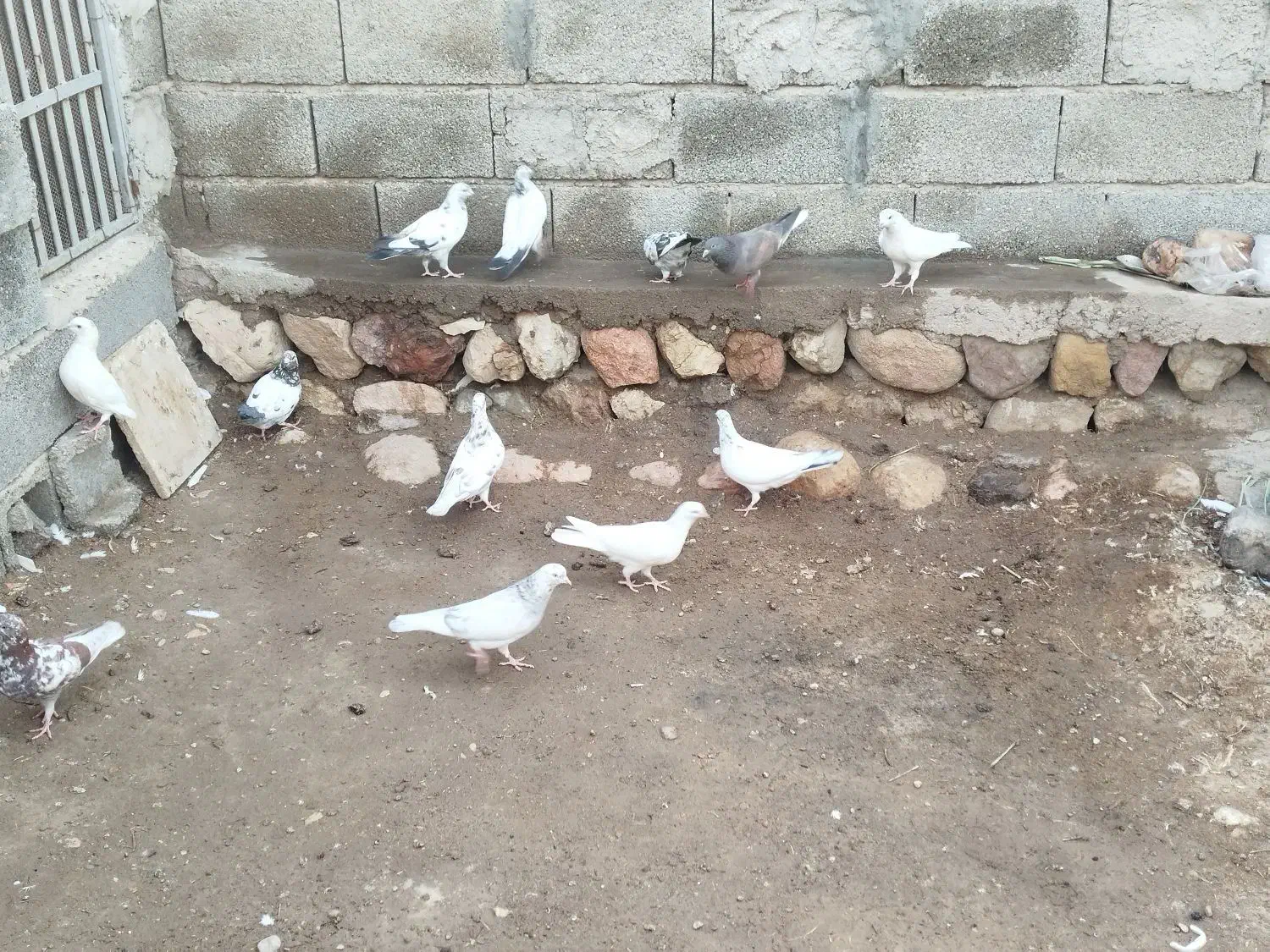 کبوترپرشی|پرنده|فین, |دیوار