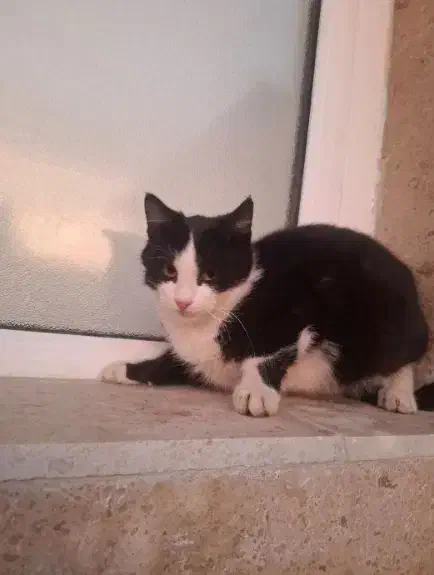 گربه تاکسیدو|گربه|زنجان, |دیوار