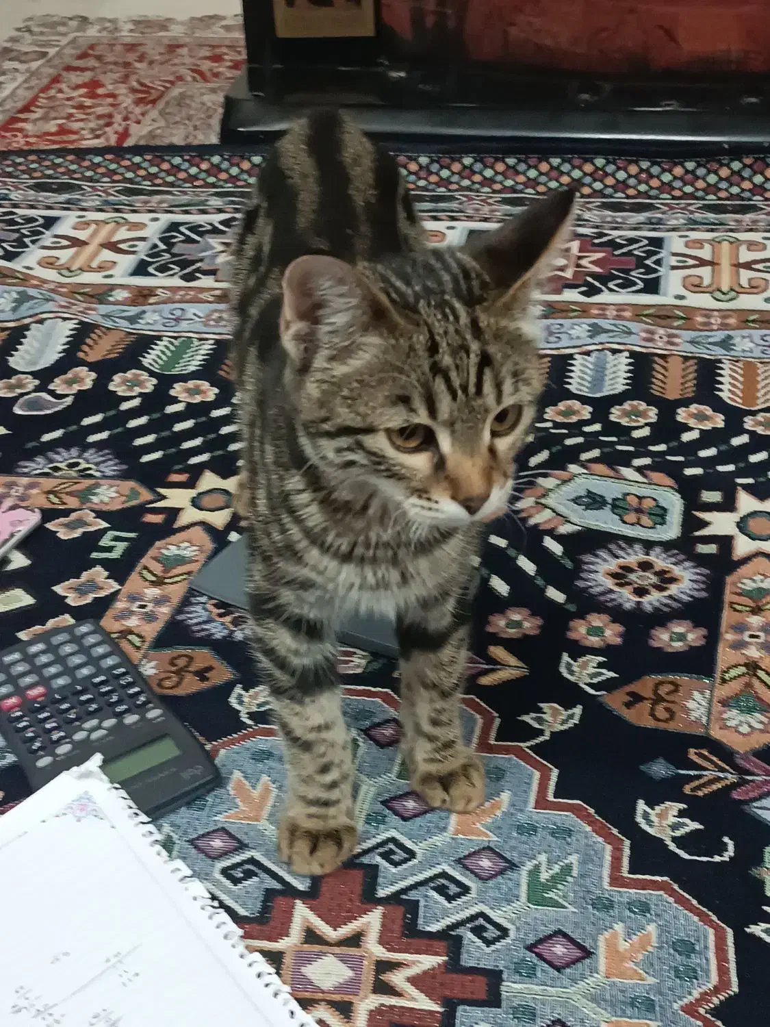 واگذاری بچه گربه بازیگوش|گربه|دماوند, دماوند|دیوار