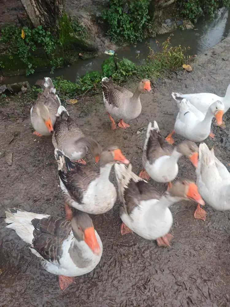 تعدادی غاز نر بفروش میرسد |حیوانات مزرعه|رشت, حومه رشت|دیوار