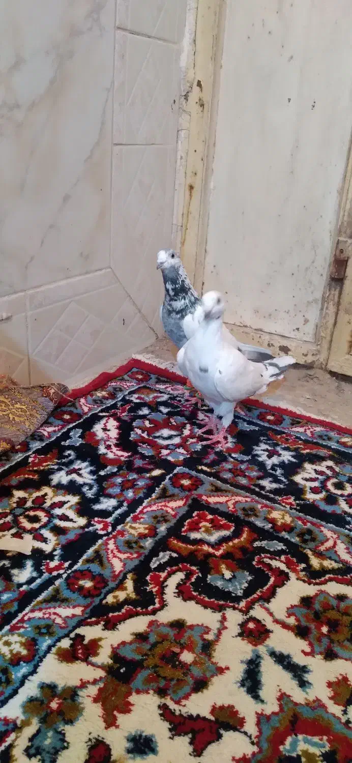 اسباب بازی کبوتر ۲ تا|اسباببازی بچه|زابل, |دیوار