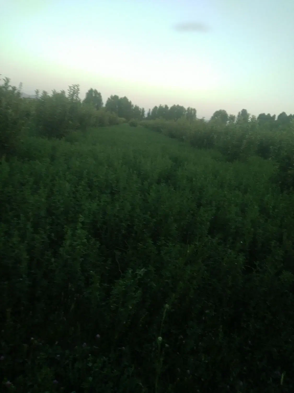 کار|خدمات نظافت|شاهین دژ, |دیوار