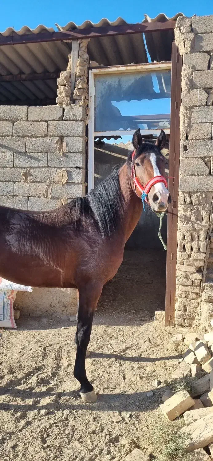 اسب نریان بسیار پرخون|اسب و تجهیزات اسب‌سواری|فامنین, |دیوار