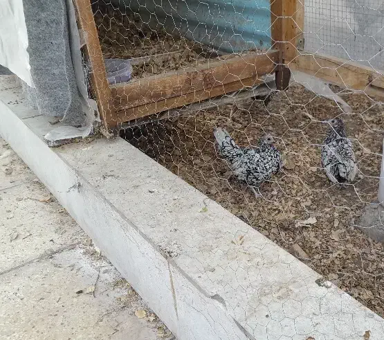 تخم مرغ سبرایت سیلور|حیوانات مزرعه|نطنز, |دیوار