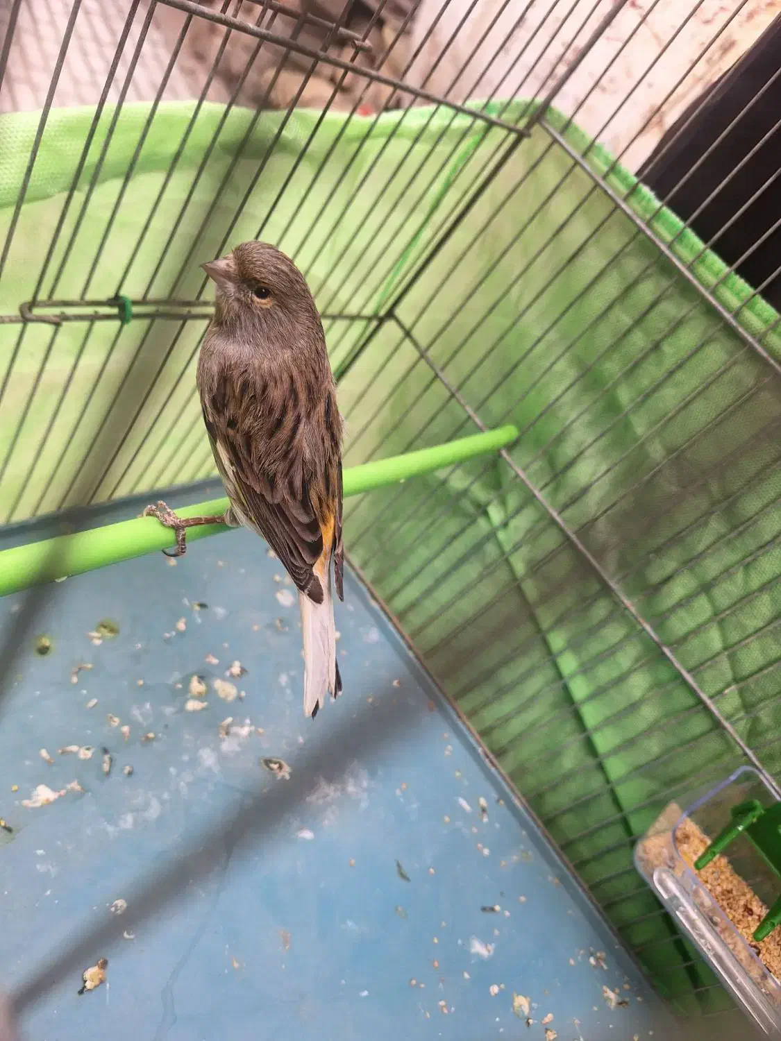 قناری|پرنده|جوانرود, |دیوار