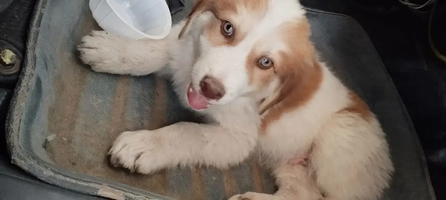 توله سگ|سگ|زالیان, |دیوار