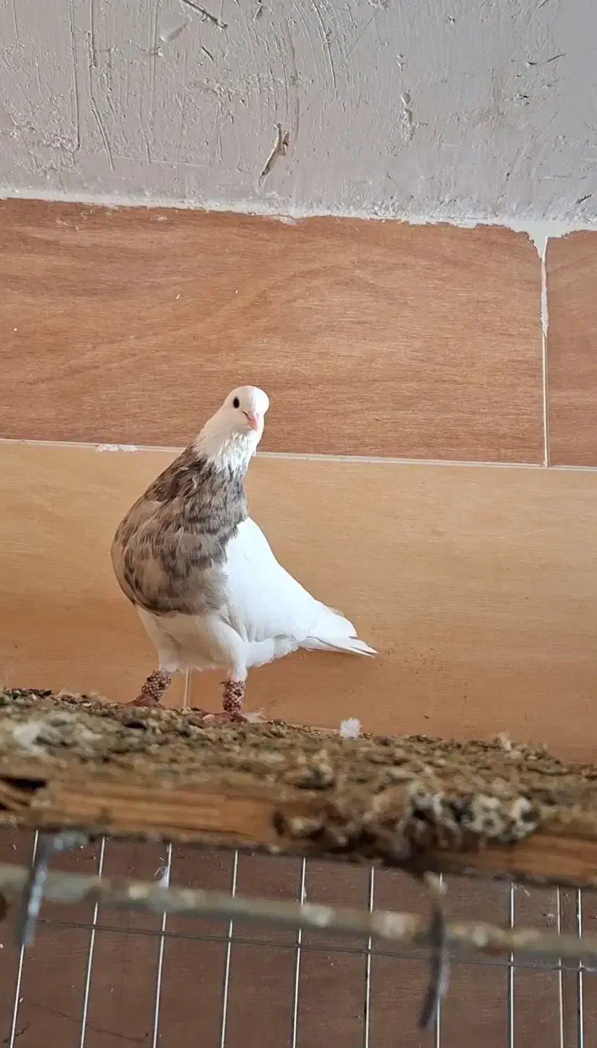 کبوتر|پرنده|بندر گناوه, |دیوار